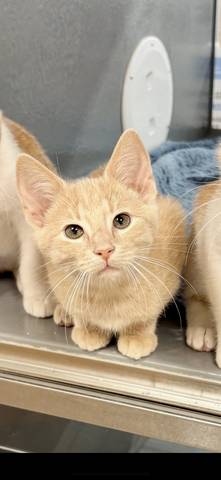 Gouda, adopted