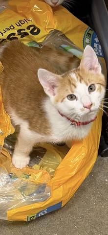 Pepper Jack, adopted