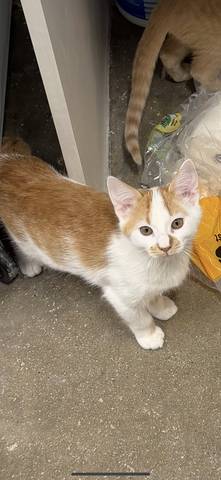 Colby Jack, adopted