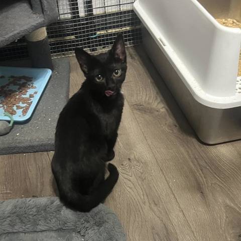 Tank, adopted