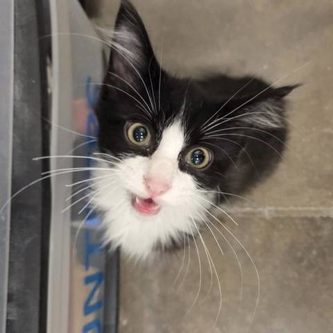 Marve, adopted