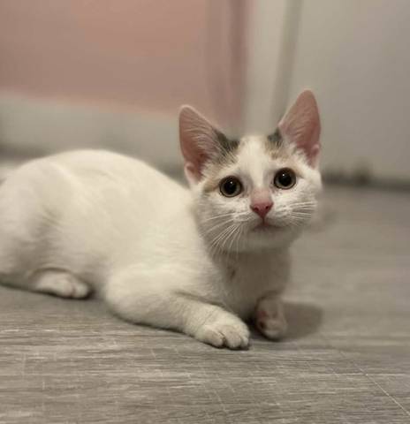 Meep, adopted