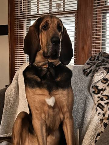 Oscar, adopted