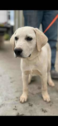 Jax, adopted