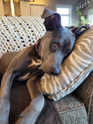 Betsy, adopted