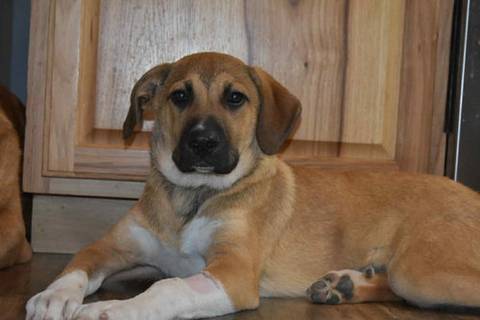 Willa, adopted