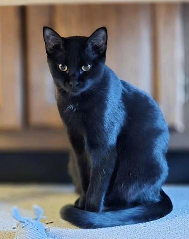 Sampson, adopted