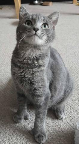 Mascara, adopted