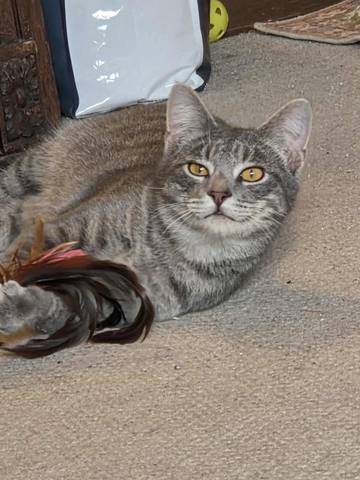 Mousse, adopted
