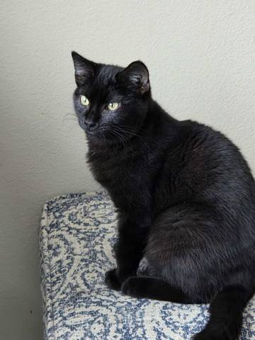 Jett, adopted