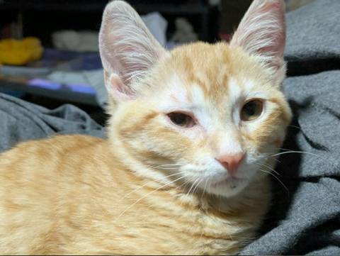 Pumpkin, adopted