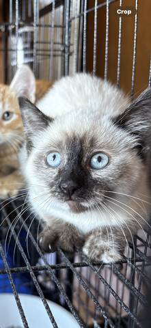 Spice, adopted