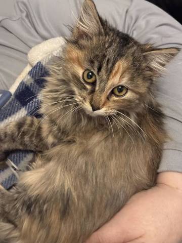 Verona, adopted