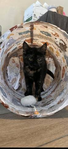 Florence, adopted