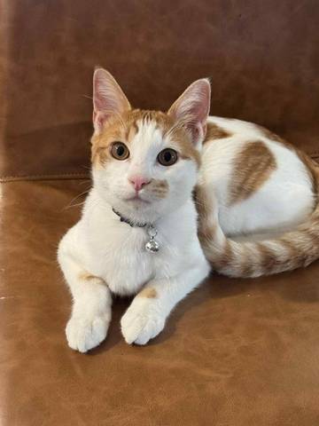 Woody, adopted
