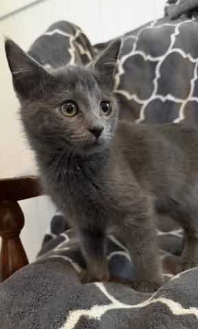 Campbell, adopted