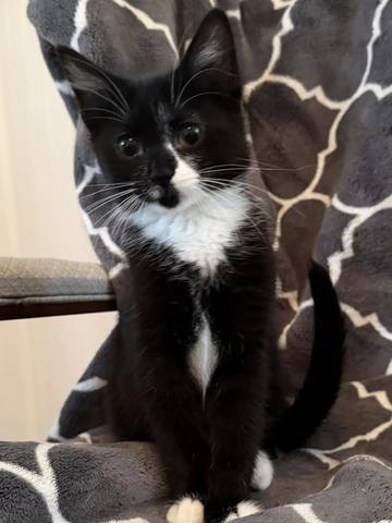 Marnie, adopted