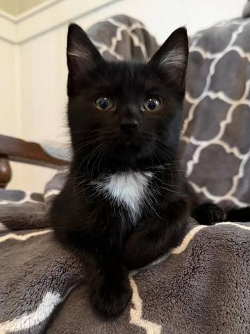 Olive, adopted