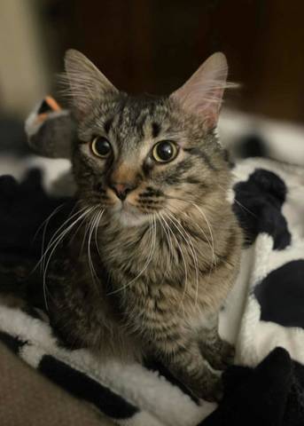 Denver, adopted
