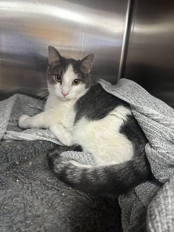 Gandalf, adopted