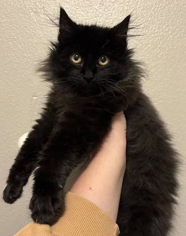 Matera, adopted