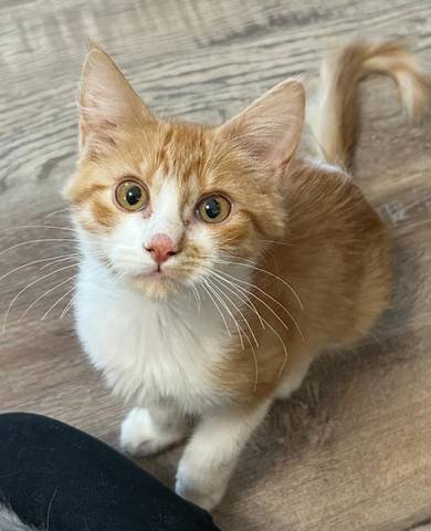 Cooper, adopted