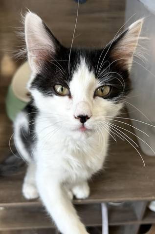 Murray, adopted
