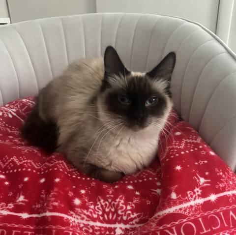 Tinsel, adopted