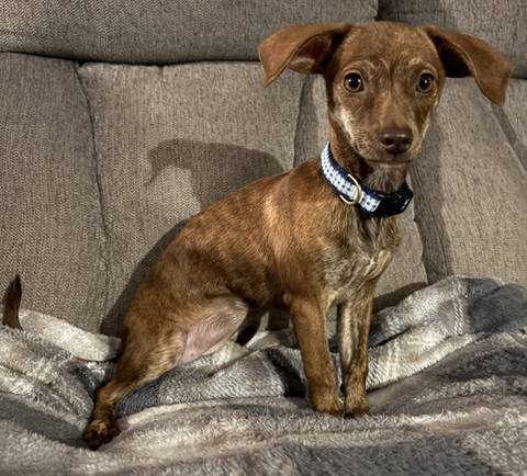 Daphne, adopted