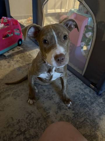 Lexie, adopted