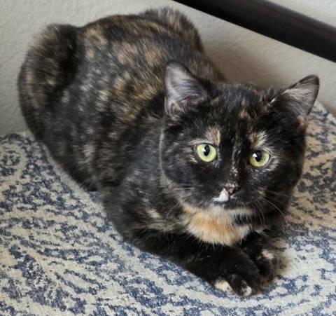 Chai, adopted