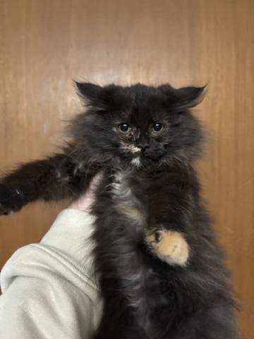 Java, adopted