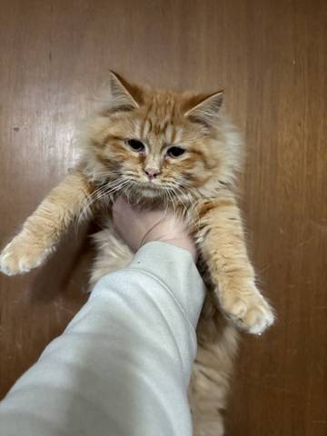 Brew, adopted