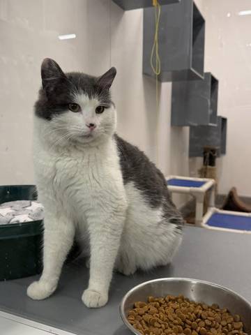 Roosevelt, adopted