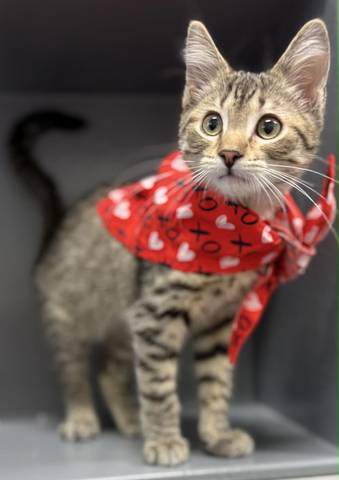 Mac, adopted