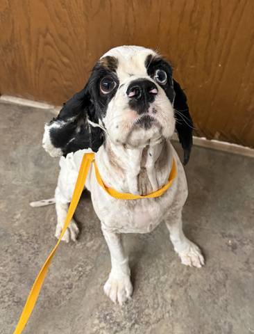 Jules, adopted