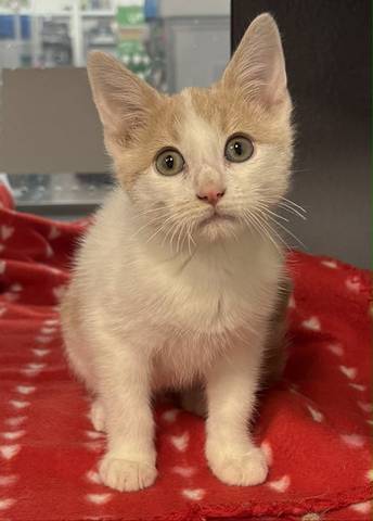 Alvin, adopted