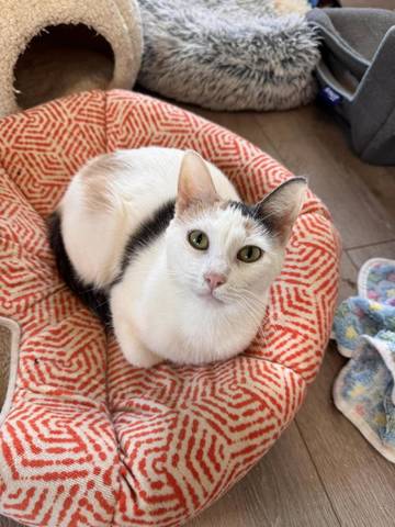 Gerty, adopted