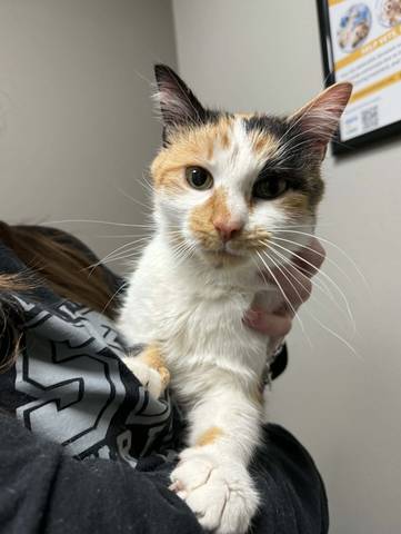 Jelly, adopted