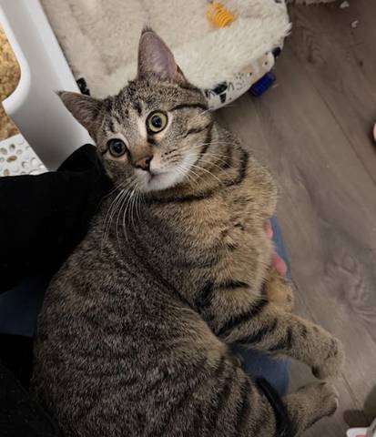 Archie, adopted