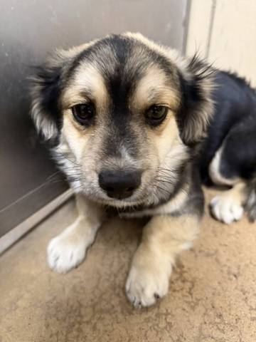 Flint, adopted