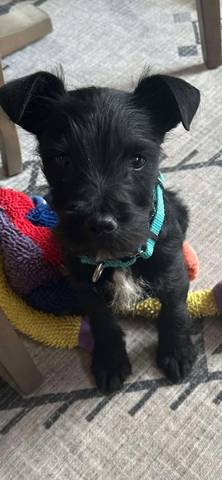 Tiny, adopted