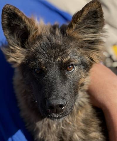 Bonzai, adopted