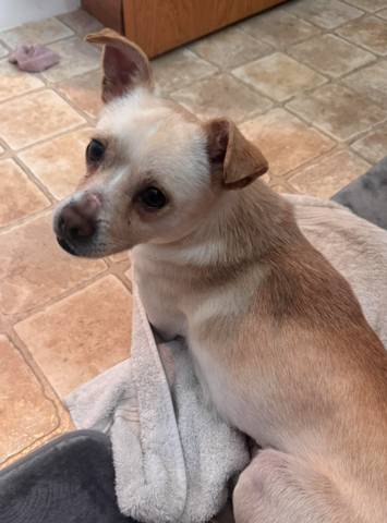 Joey, adopted