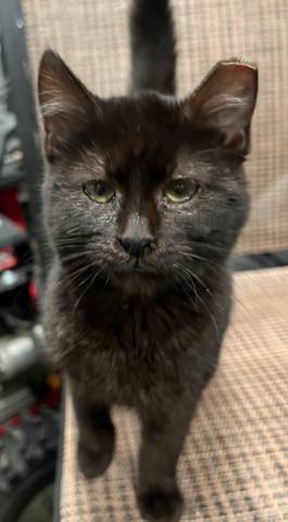 Missy, adopted