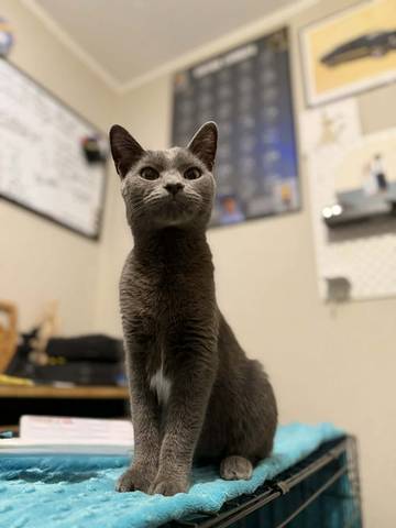 Stormy, adopted