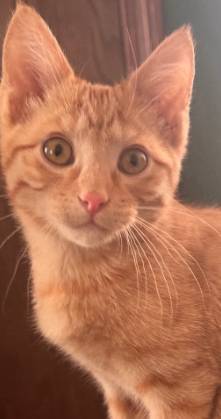 Scampi, adopted