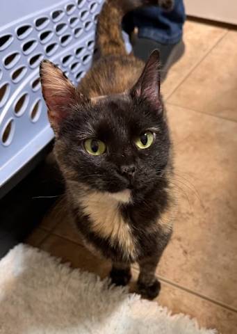 Tasha, adopted