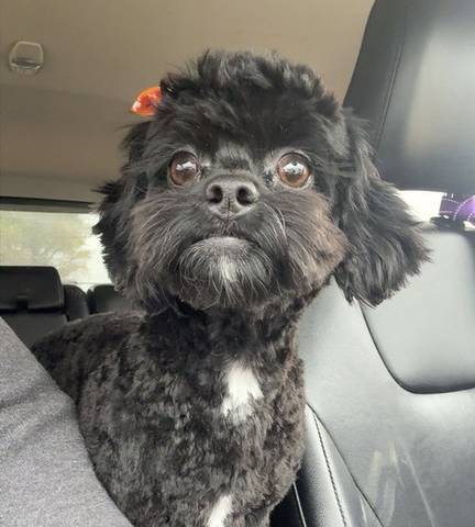 Lizzy, adopted