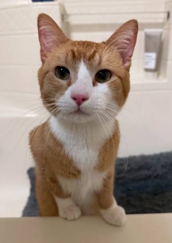 Theo, adopted